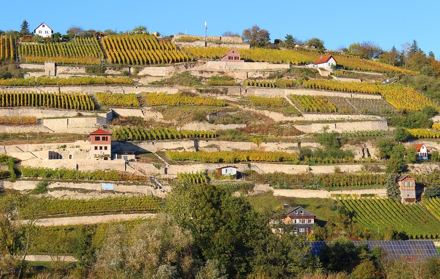 Mehr Informationen zu: Spaziergang „Rund um die Weinberge“